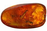 Large, Detailed Fossil Stonefly (Plecoptera) In Baltic Amber #183573-1